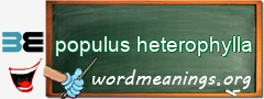WordMeaning blackboard for populus heterophylla